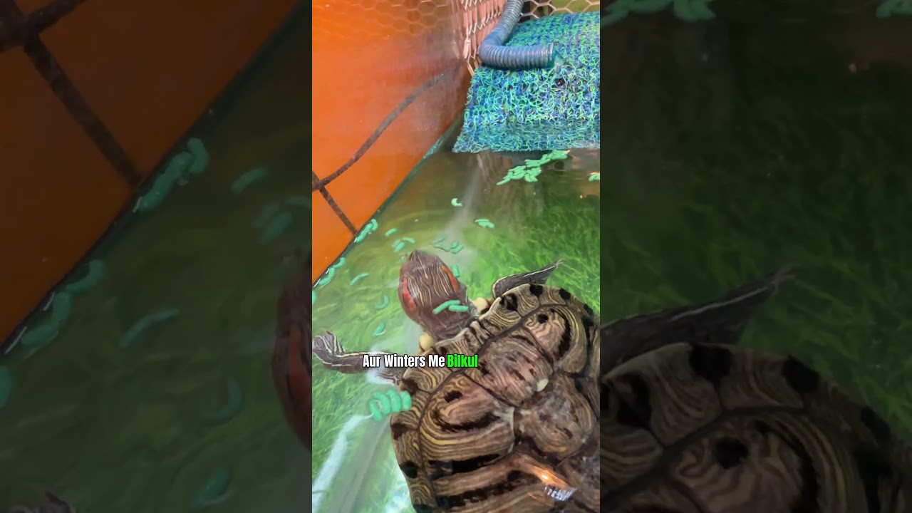 Baby Turtle Winter Care 🥶 🐢 