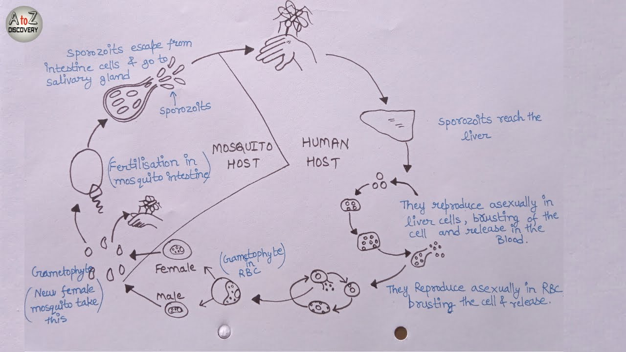 How To Draw Life Cycle of Plasmodium | Malaria Parasite Life Cycle