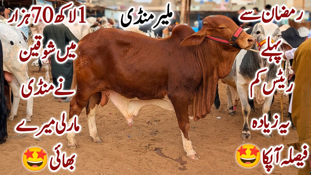 Malir Mandi Karachi Cattle Latest Rates Update 17 February 2026 | Cow Mandi 2026 | Bakra Eid 2026