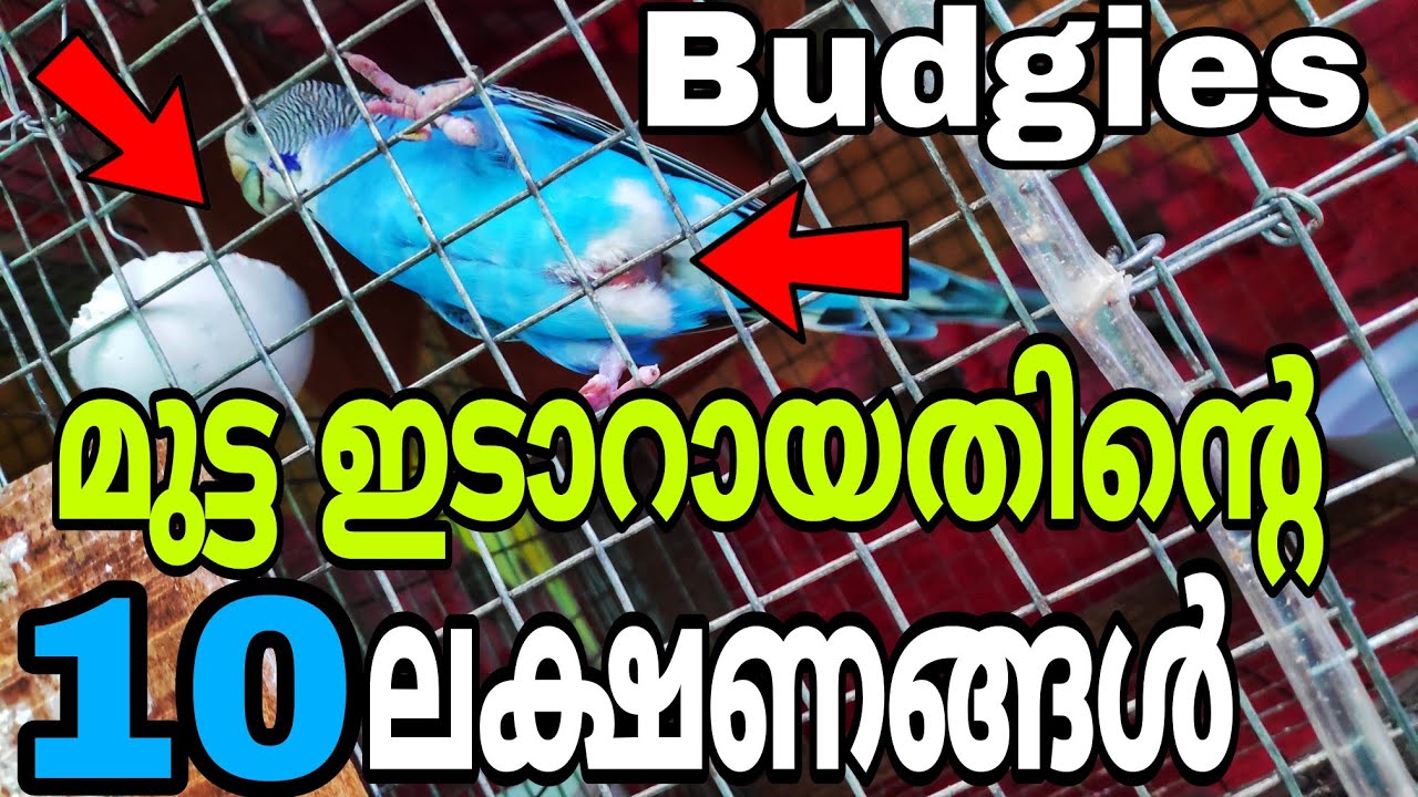 LOVEBIRDS ന്റെ 10 ബ്രീഡിങ്ങ് ലക്ഷണങ്ങൾ||10 BREEDING STAGES of BUDGIES || R&B Media
