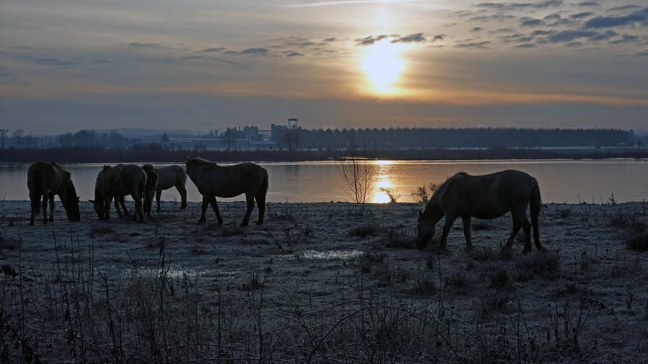 Maaswandeling van Neerharen naar Kanne na de regenval in januari 2023.