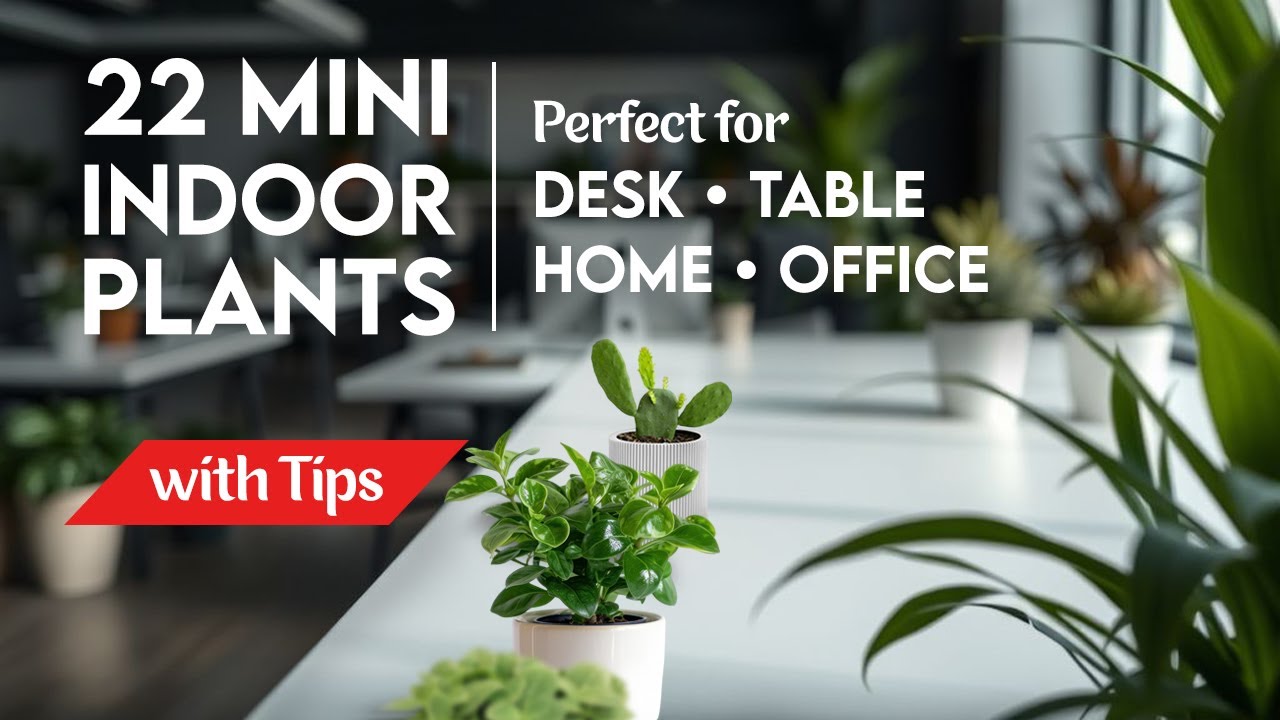 22 Small Tabletop Indoor Plants for Home & Office | Best Mini Indoor Plants for Desk & Table Decor
