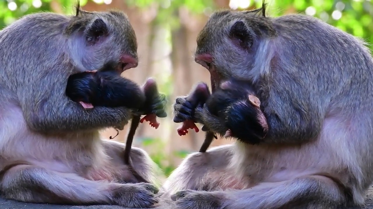 Adorable Wildlife 2020, Old Mommy Monkey Trying Hard To Take Care Of Tiny Baby
