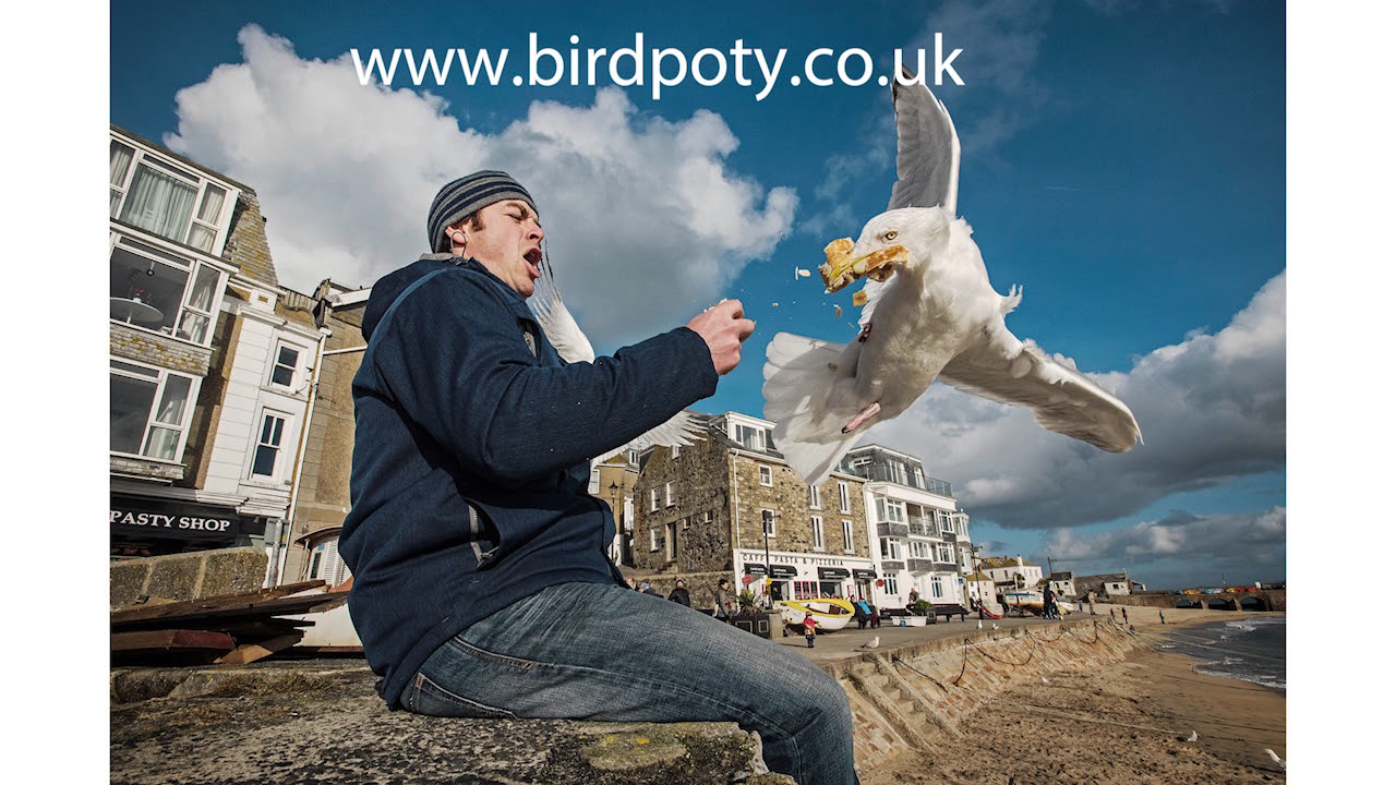 Bird Behaviour