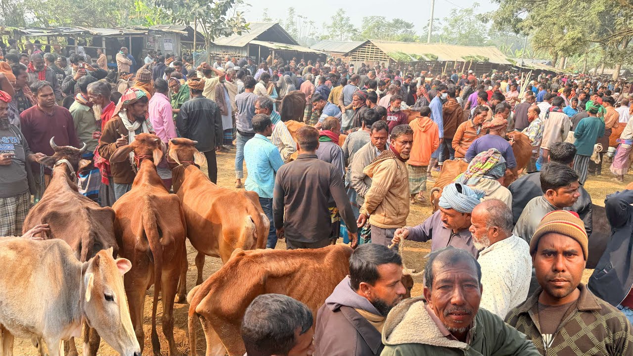 কাণায় কাণায় দেশী ও ক্রস গরুতে ভর্তি । চৌগাছা হাটে গরু কেনাবেচা ২০২৬ ।।