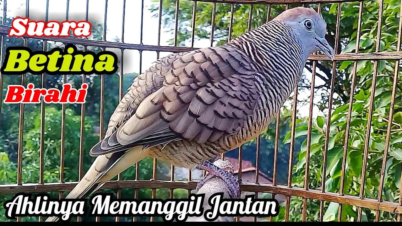 Suara Betina Birahi - Perkutut Betina Memanggil Jantan || The female turtle dove calls the male