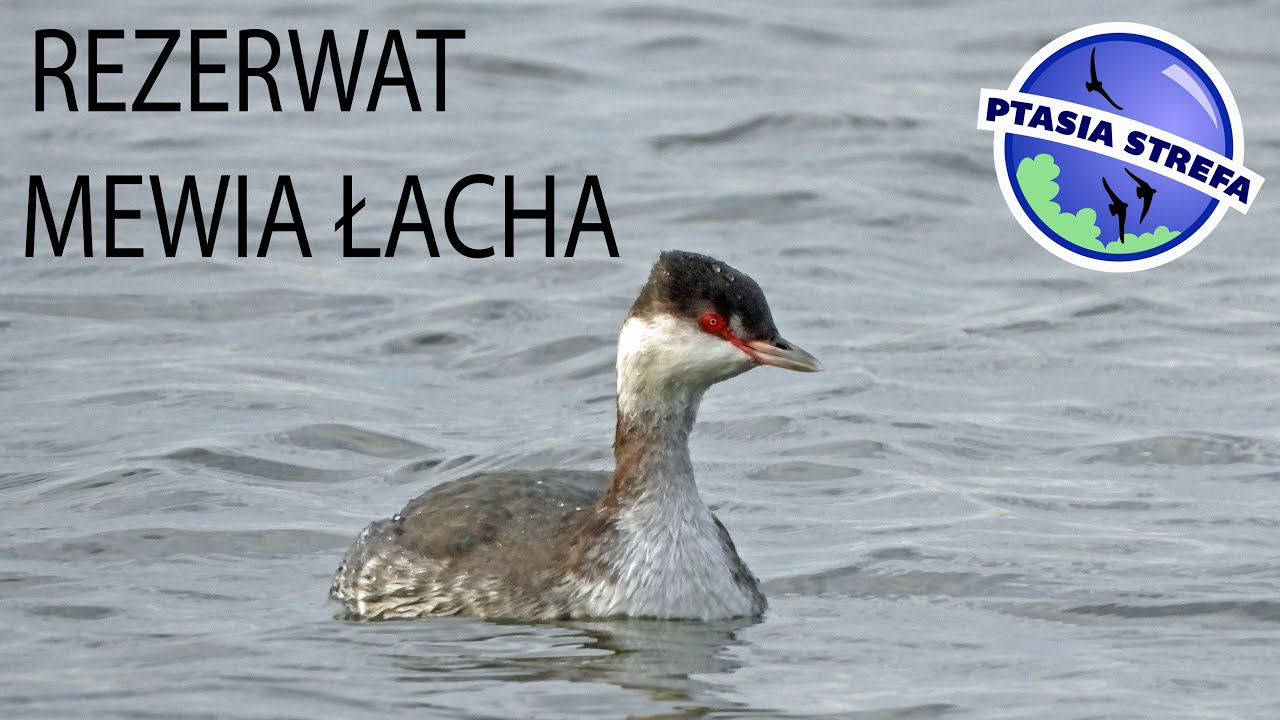 Rezerwat Mewia Łacha