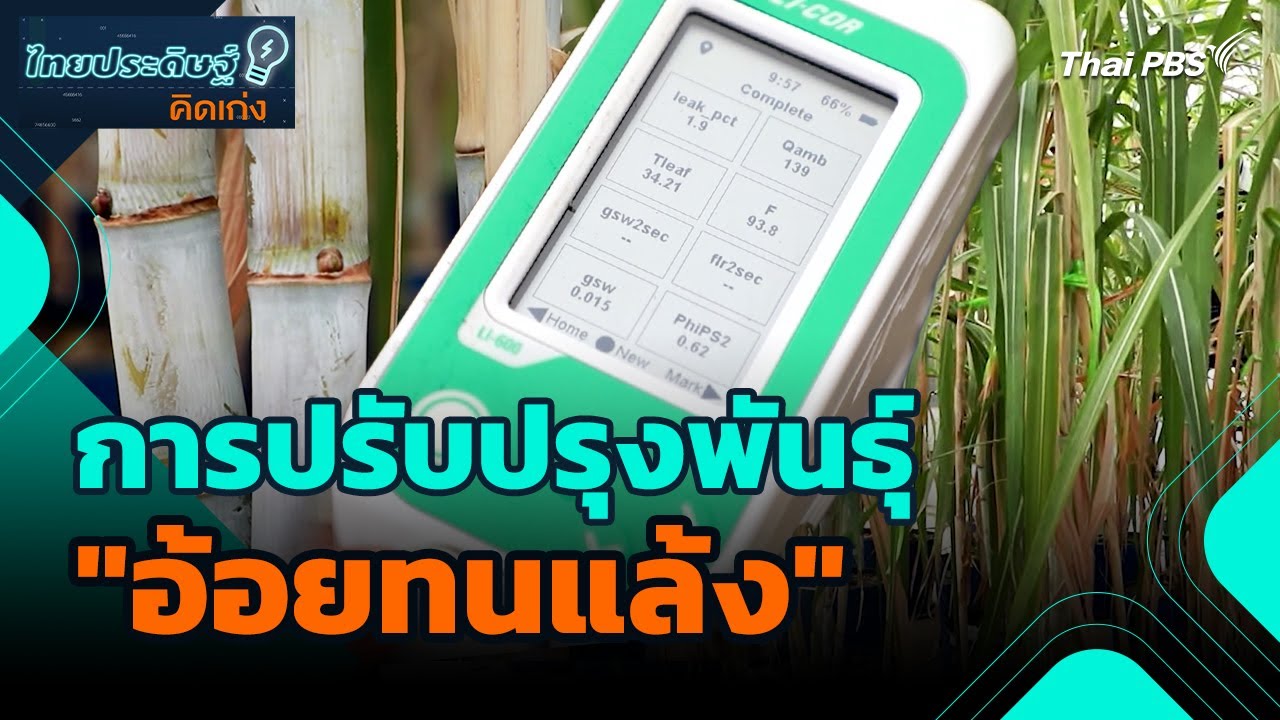 การปรับปรุงพันธุ์ 