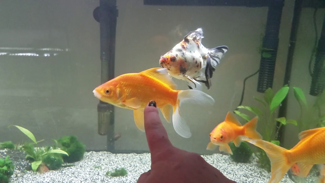 Goldie Chat: the most common petstore goldfish & will goldfish grow to 