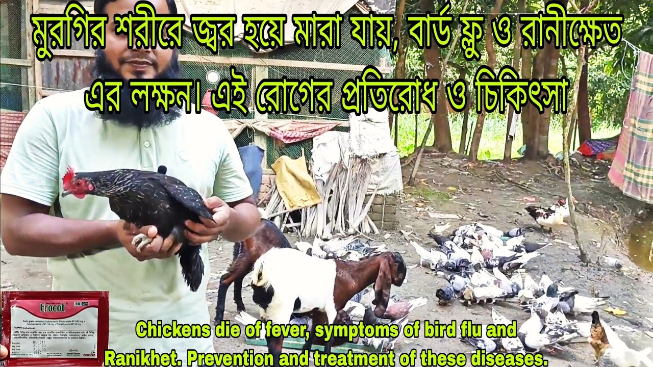মুরগির গায়ে জ্বর হয়ে মুরগি মারা যায় The chicken dies due to fever