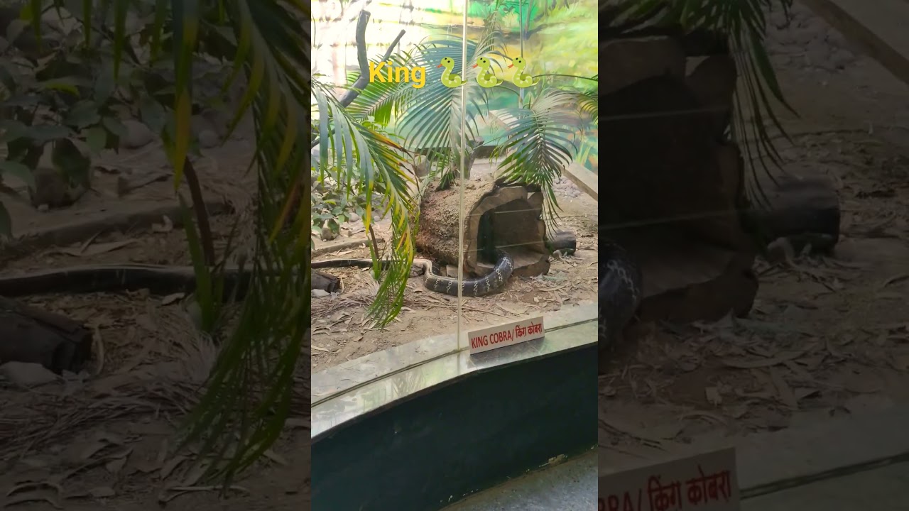 king cobra #kingcobra #indorezoo