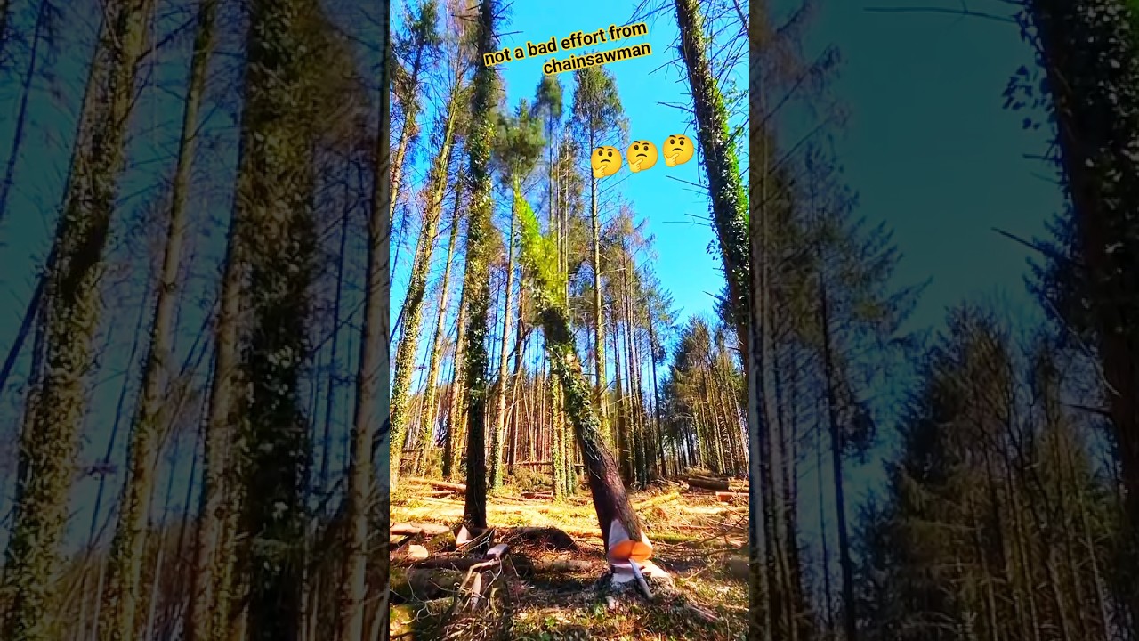 not a bad effort from chainsawman!#fall #falling #tree #treeremoval #shortsfeed #shorts #treelines