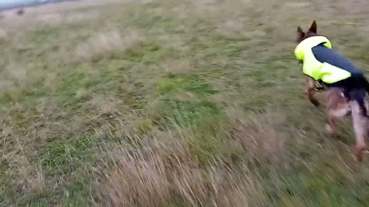 Walking the dog
