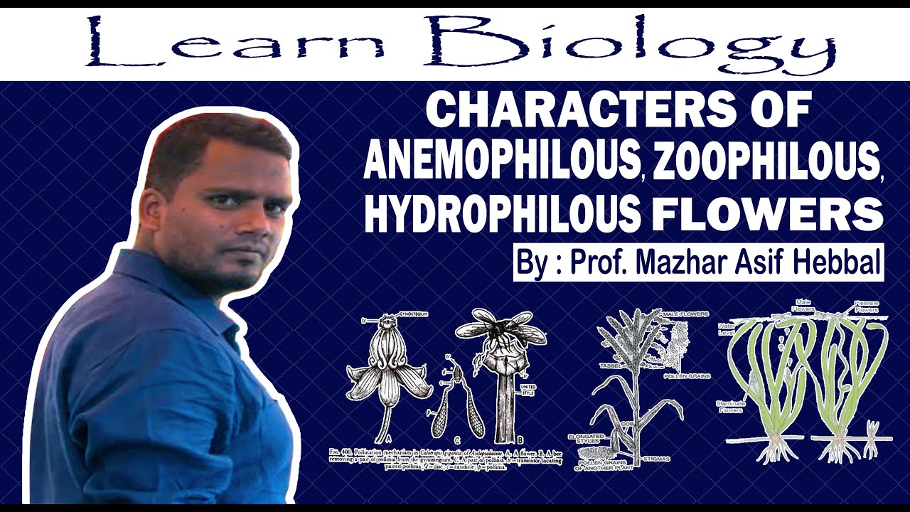 Characters of Anemophilous, Hydrophilous and Zoophilous flowers by Prof. Mazhar Asif Hebbal.