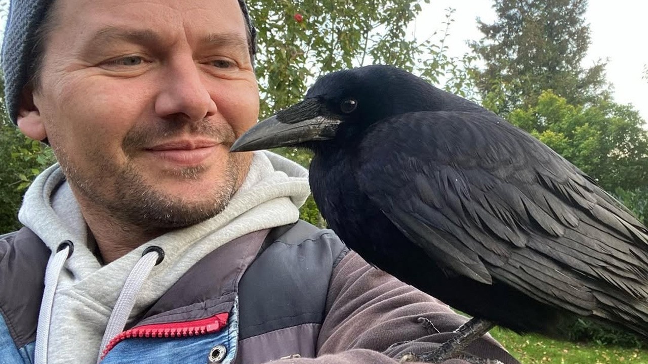 A Wild Crow Comes to a Man Every Morning to Have Coffee Together