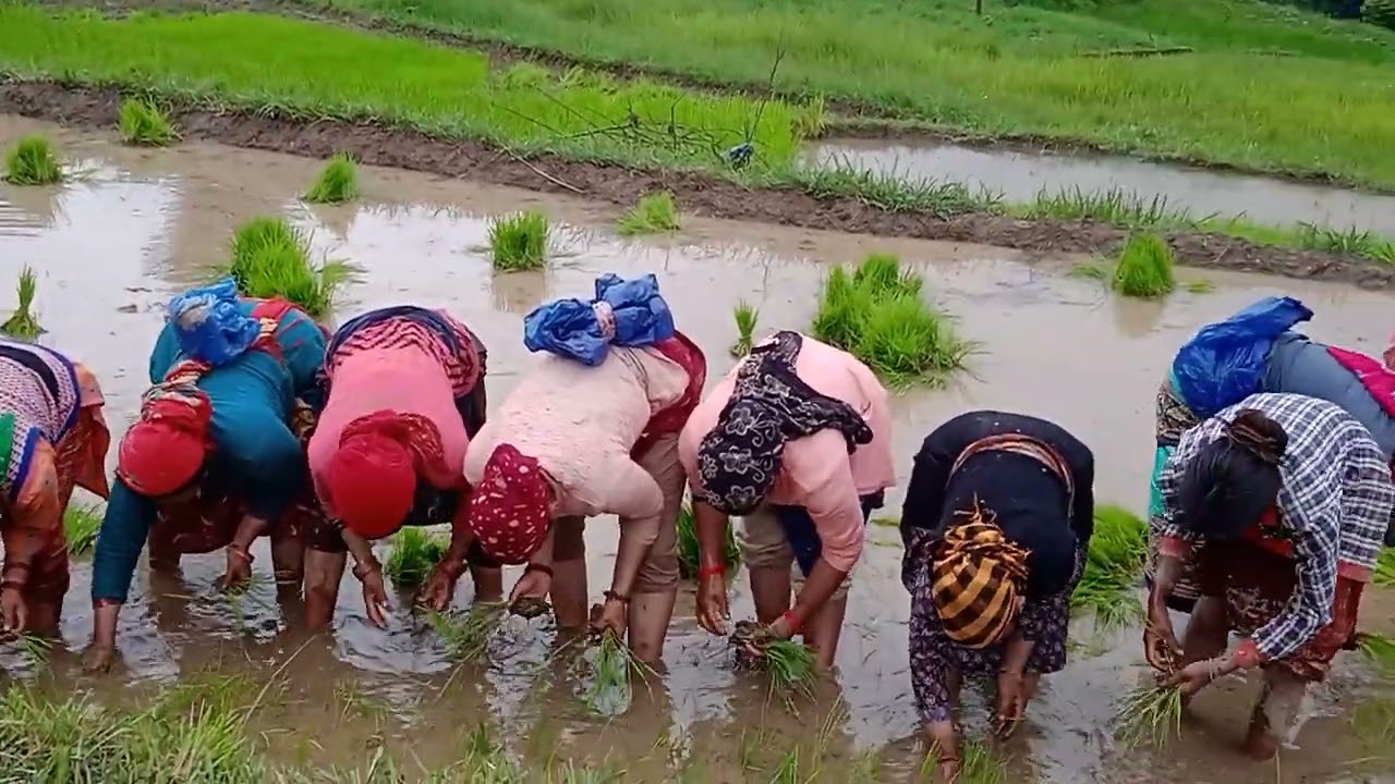 सोनियाणा गांव में प्रधान जी की रोपाई