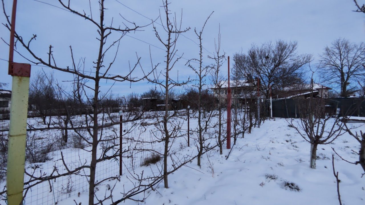 Livada la început de februarie sub strat de omăt 2026🍑🍎🫐🍒🍏✅❄️❄️