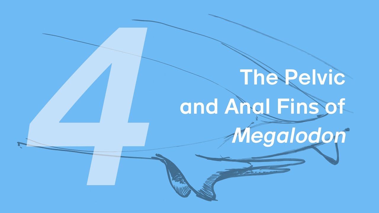 15 Patton the Megalodon 4: The Pelvic and Anal Fins | Learn to Draw Marine Animals with ZHAO Chuang