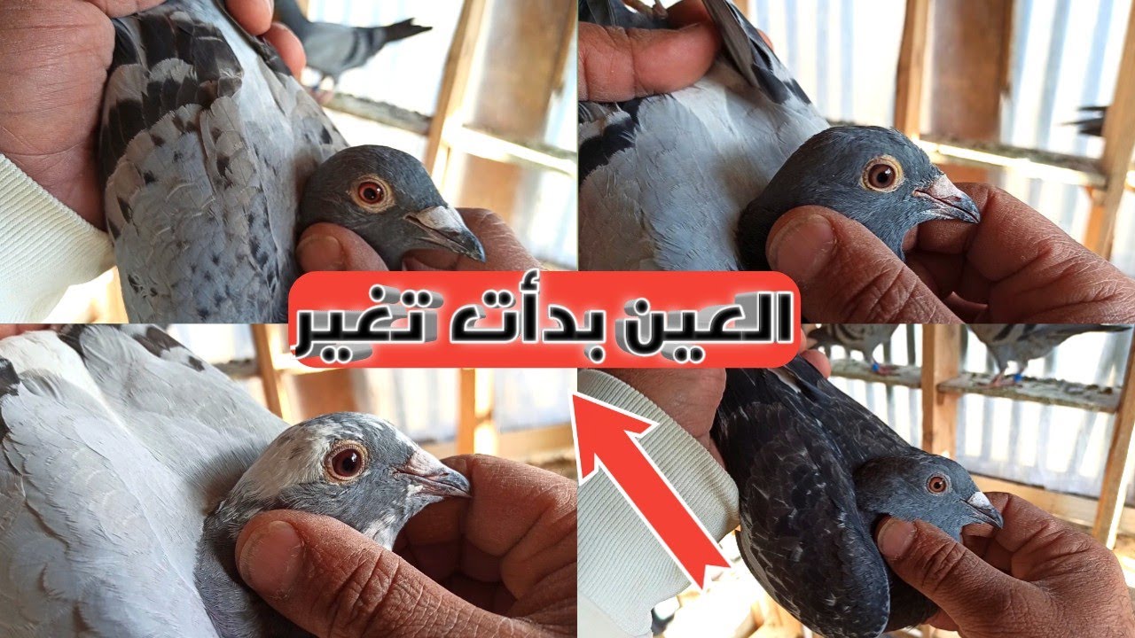 جوله عند الزغاليل الزاجل(لون العين بدأت تتغير)