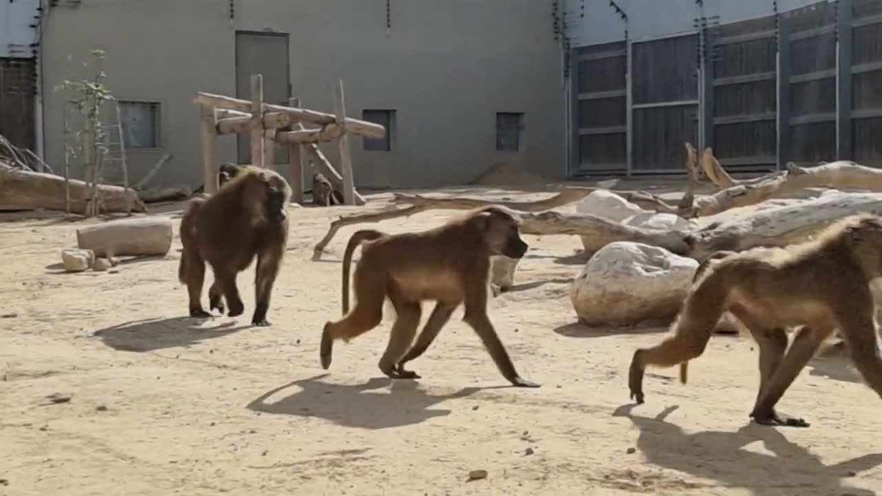 A group of Guinea baboons and their enclosure