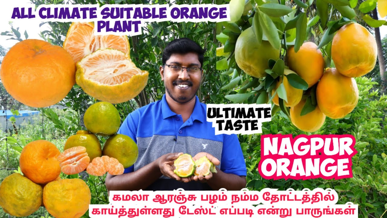கமலா ஆரஞ்சு - நாக்பூர் ஆரஞ்சு பழம் நம்முடைய தோட்டத்தில் காய்த்து உள்ளது