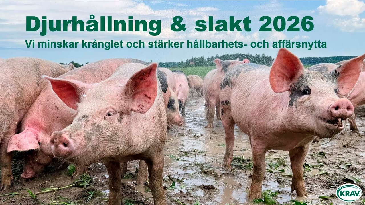 Viktigaste förändringarna i KRAVs regler för djurhållning och slakt