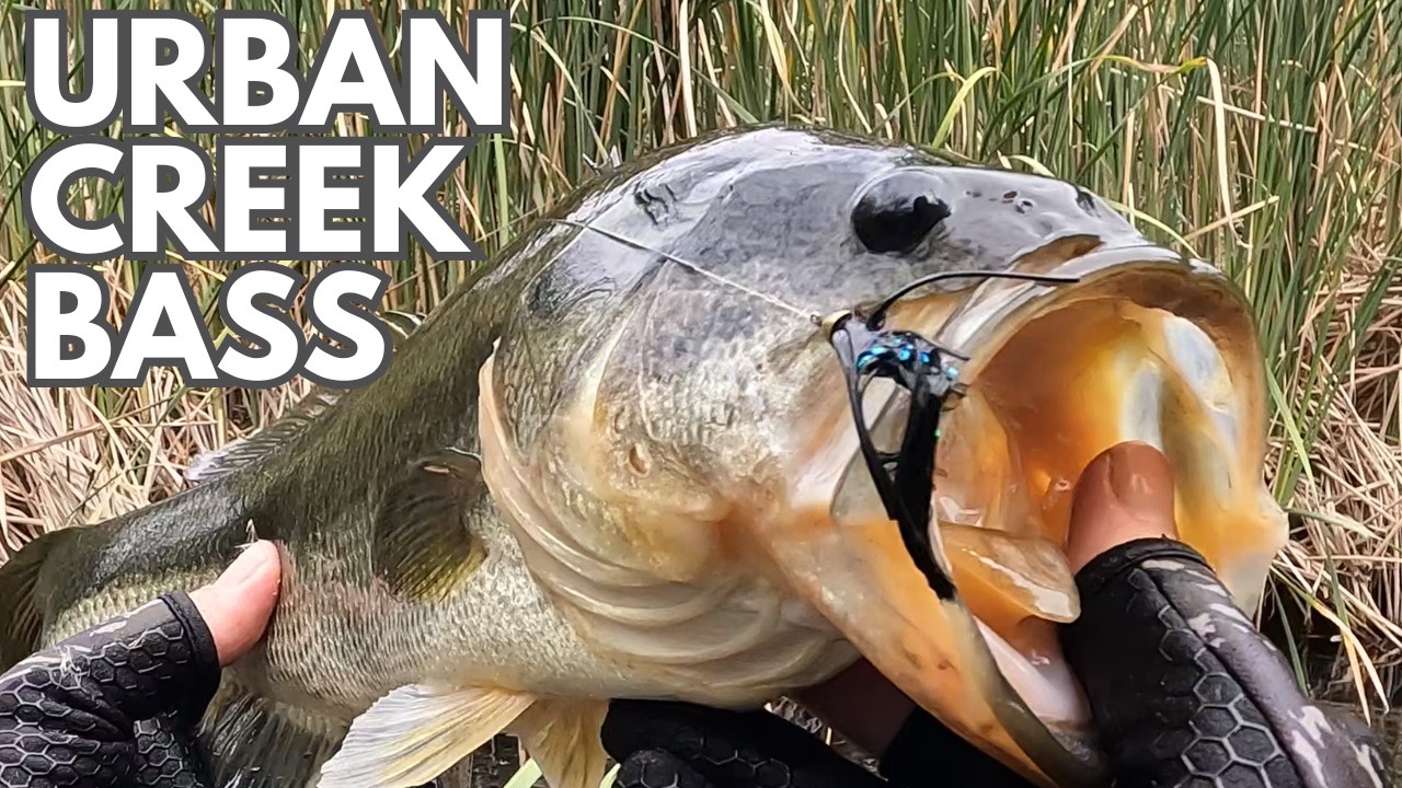 BIG Bass in a Tiny Urban Creek