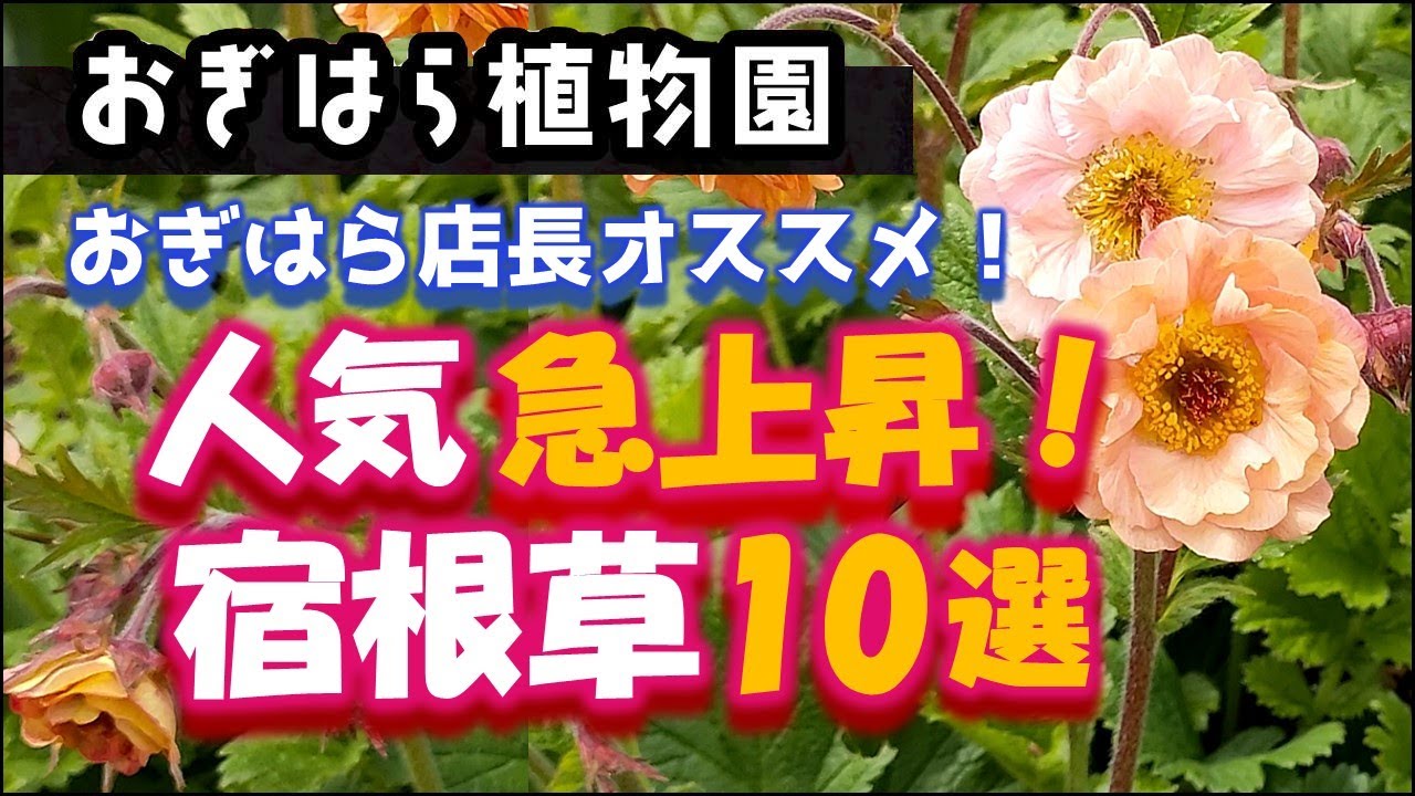 【おぎはら植物園のプロ直伝】秋植え！店長さんオススメの人気急上昇の宿根草10選を紹介！秋のガーデニング ！あしかがフラワーパーク・代々木公園・花菜ガーデン・中之条ガーデンズ・服部ファームガーデン