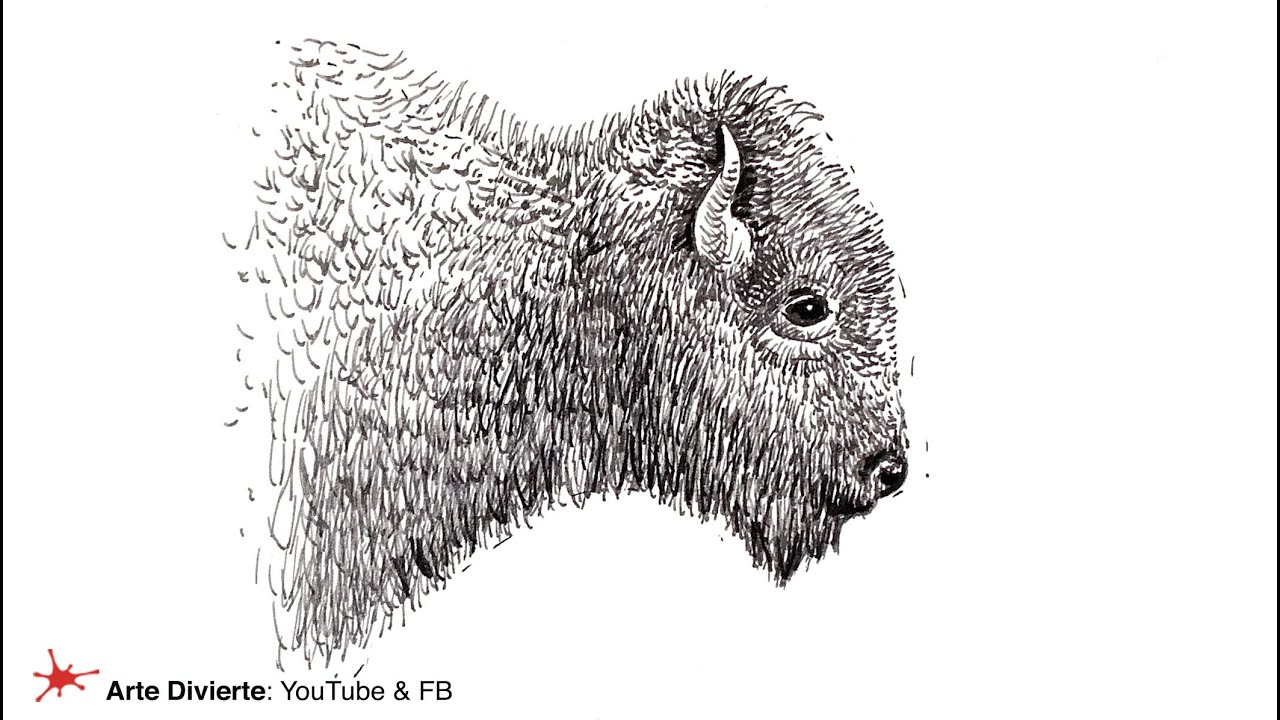 CÓMO DIBUJAR UNA CABEZA DE BÚFALO - Timelapse