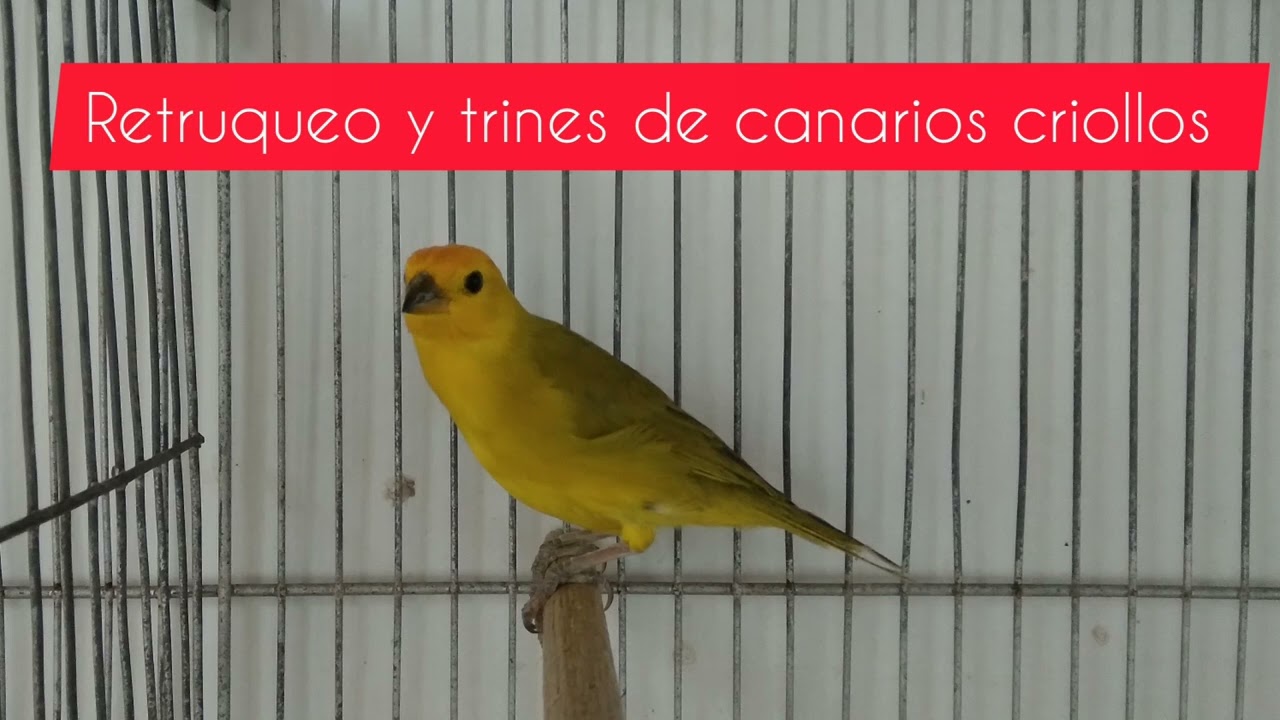 ESTIMULA TU EJEMPLAR CON RETRUQUEO Y CANTOS DE CANARIOS CRIOLLOS