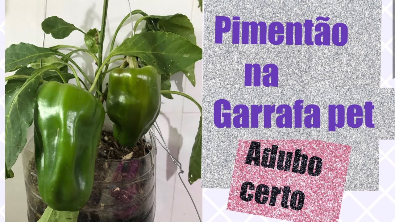 Como ter sucesso no cultivo do PIMENTÃO em Garrafa Pet  ADUBAÇÃO PERFEITA 🙌🙌🔝🔝🔝