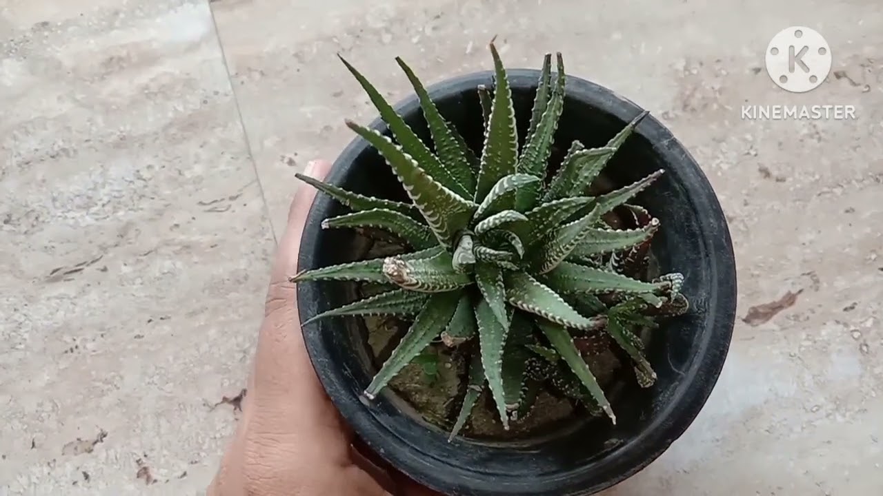 zebra plant care | haworthia zebra plant care | zebra plant care in hindi | succulent zebra plant