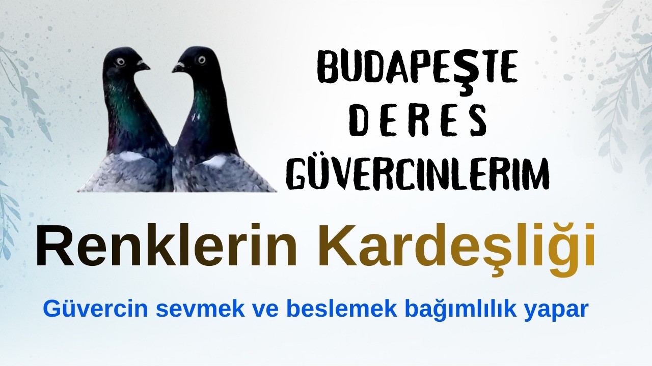 Budapeşte DERES ve SIRP güvercinlerim...