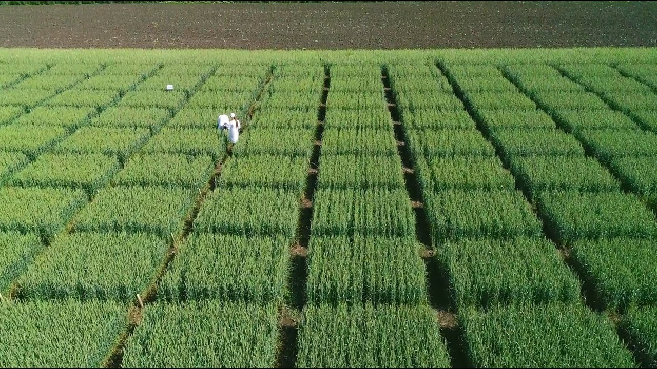 Revolution auf dem Acker: Der Hybridweizen kommt