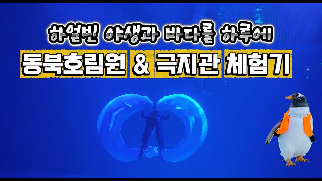 4K 하얼빈여행(4) 하얼빈 야생과 바다를 하루에 - 동북호림원&극지관