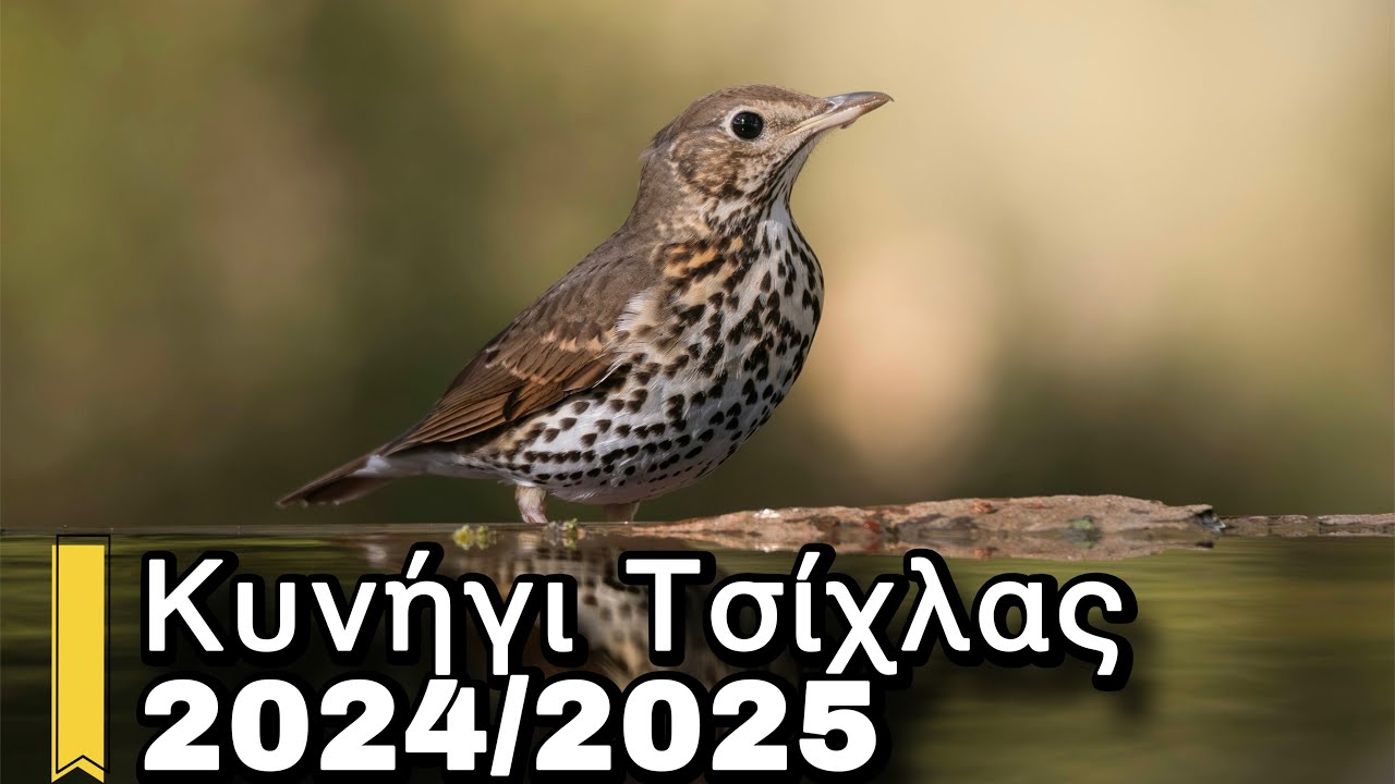 Κυνήγι Τσίχλας στην Κύπρο | Εντυπωσιακές Βολές 2024/2025