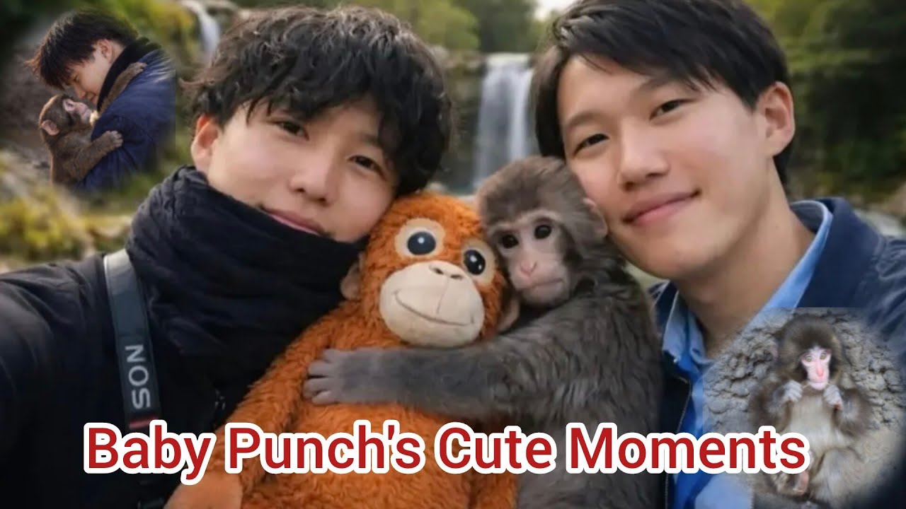 This Baby Monkey Punch Will Melt Your Heart 