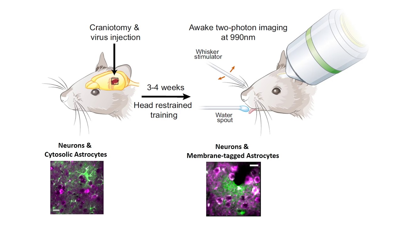 Rapid Astrocyte Calcium Microdomains