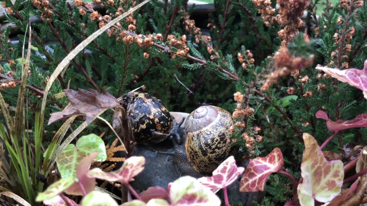 Ruhebildschirm bunte Schnecken im Garten