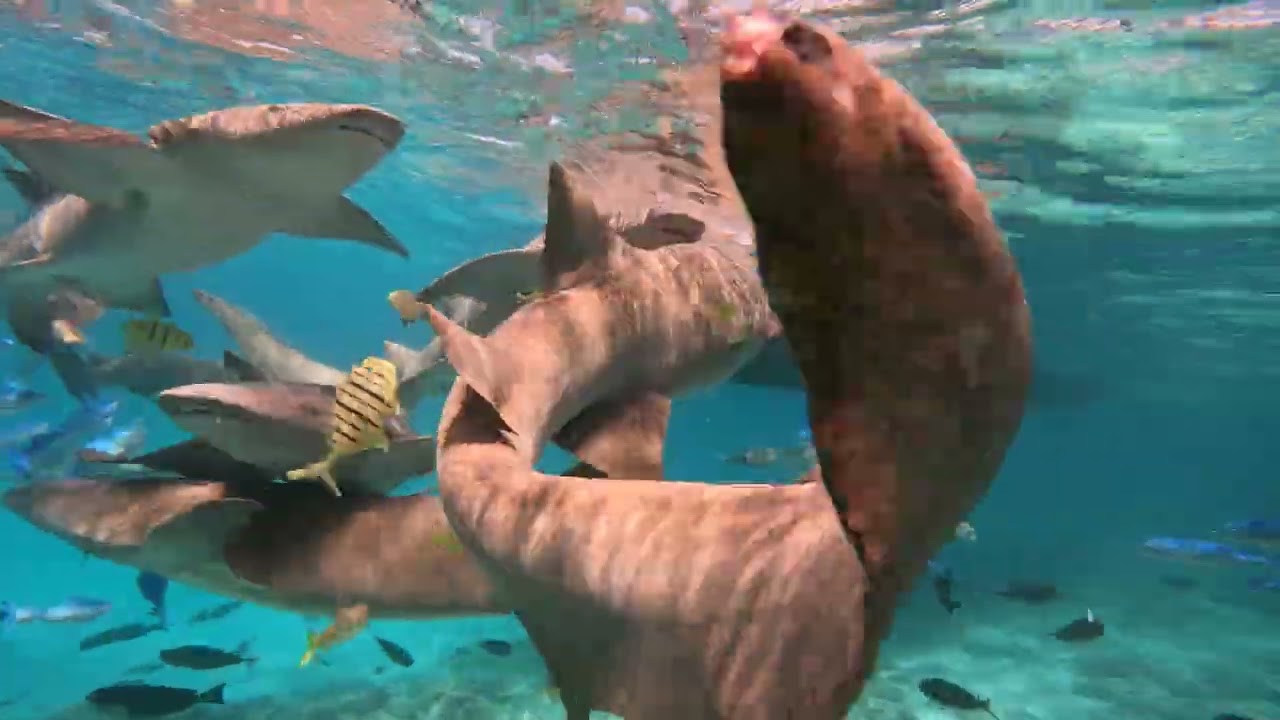 ukulhas, sharks