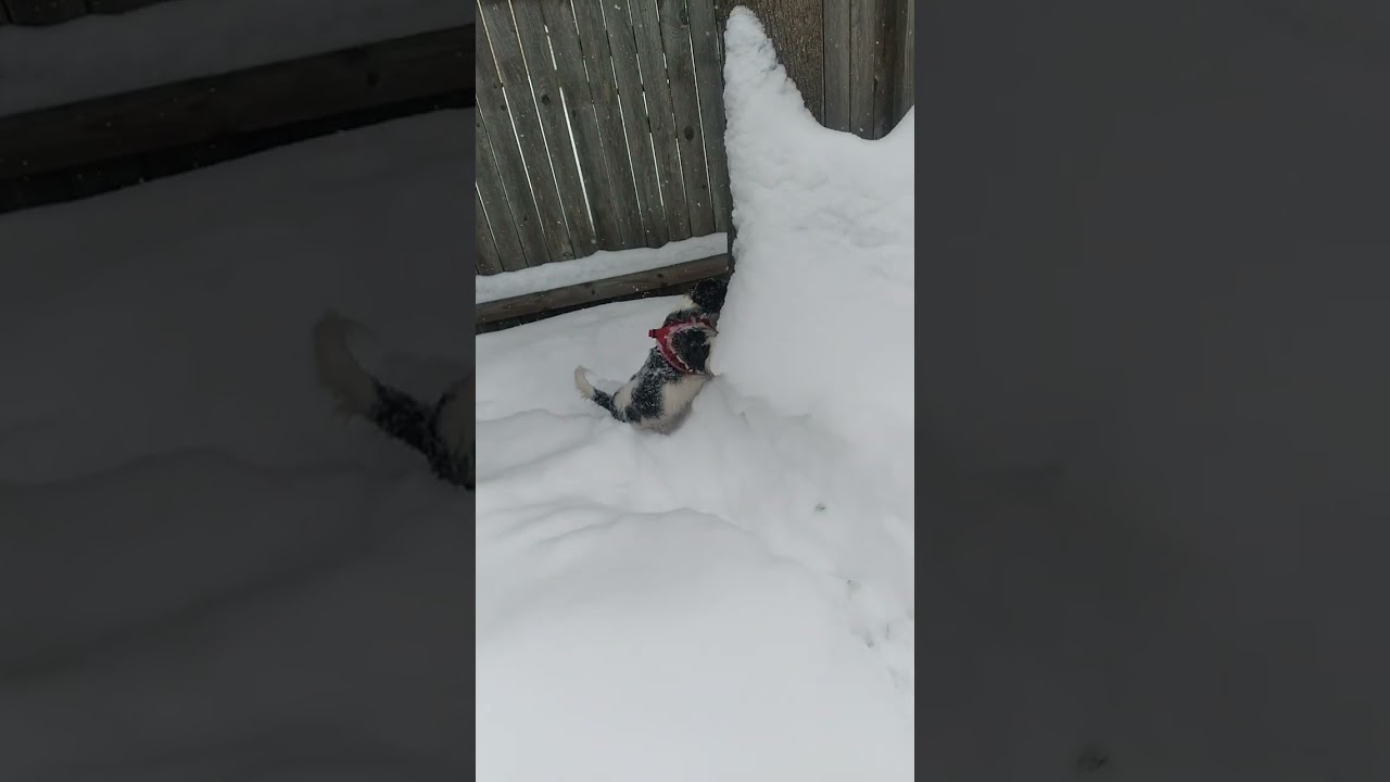 Fun in the the snow  .