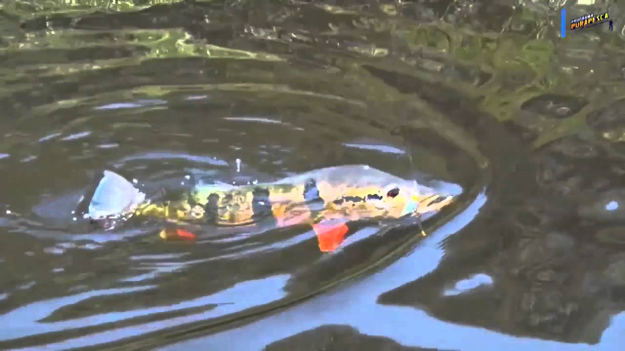 Teaser da isca Devassa 14cm na Amaz&ocirc;nia!!!