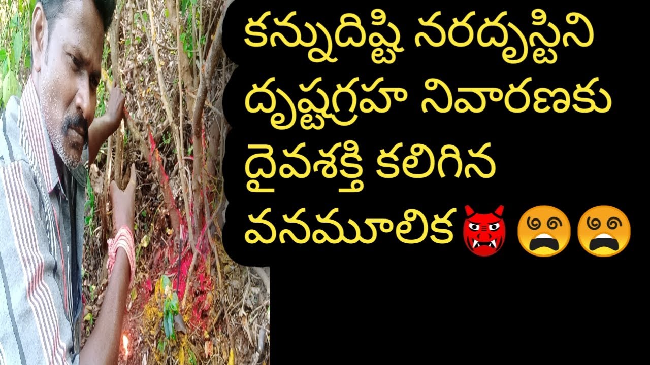 కన్నుదిష్ఠిని క్షుద్ర దృష్టగ్రహ నివారణకు దైవశక్తి  మూలిక || PuliGoru Chettu#DrustaGraha Moolika#