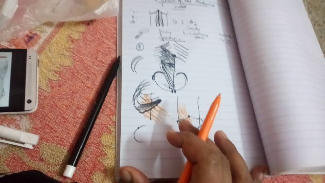 MUSCLES of anterior abdominal wall  part 2