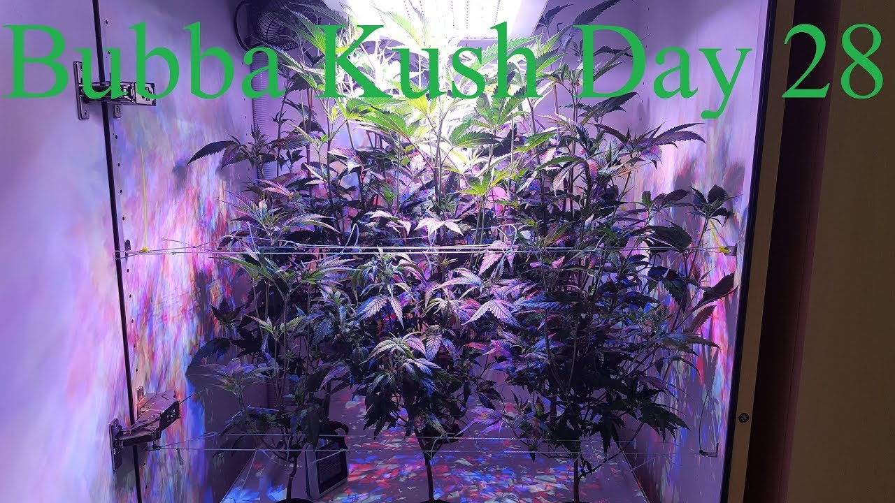 Cloudponics Grow Day 28 Bubba Kush