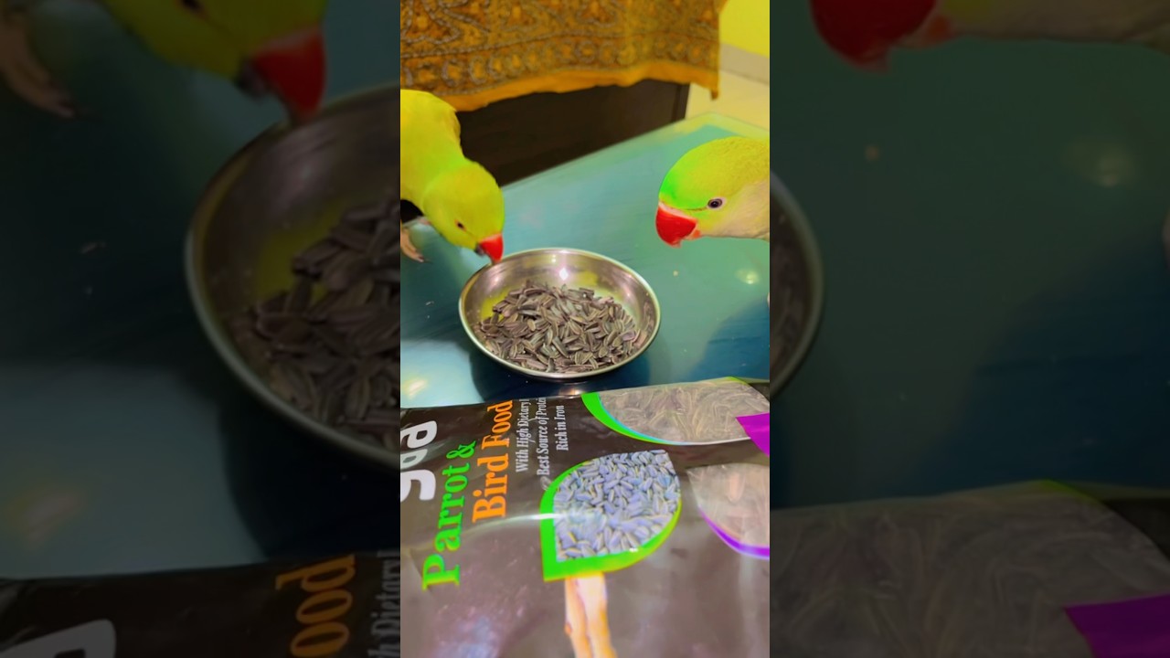 Mittu Healthy Morning Diet Routine|| Morning Diet for Parrot | Healthy & Tasty 