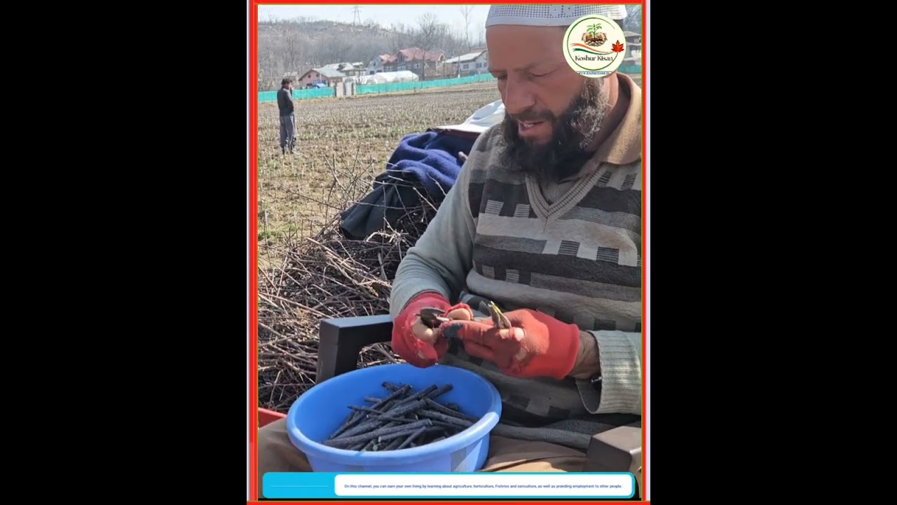 Let's learn how to graft Apple plants. #Horticulture #Anantnag #Apple 