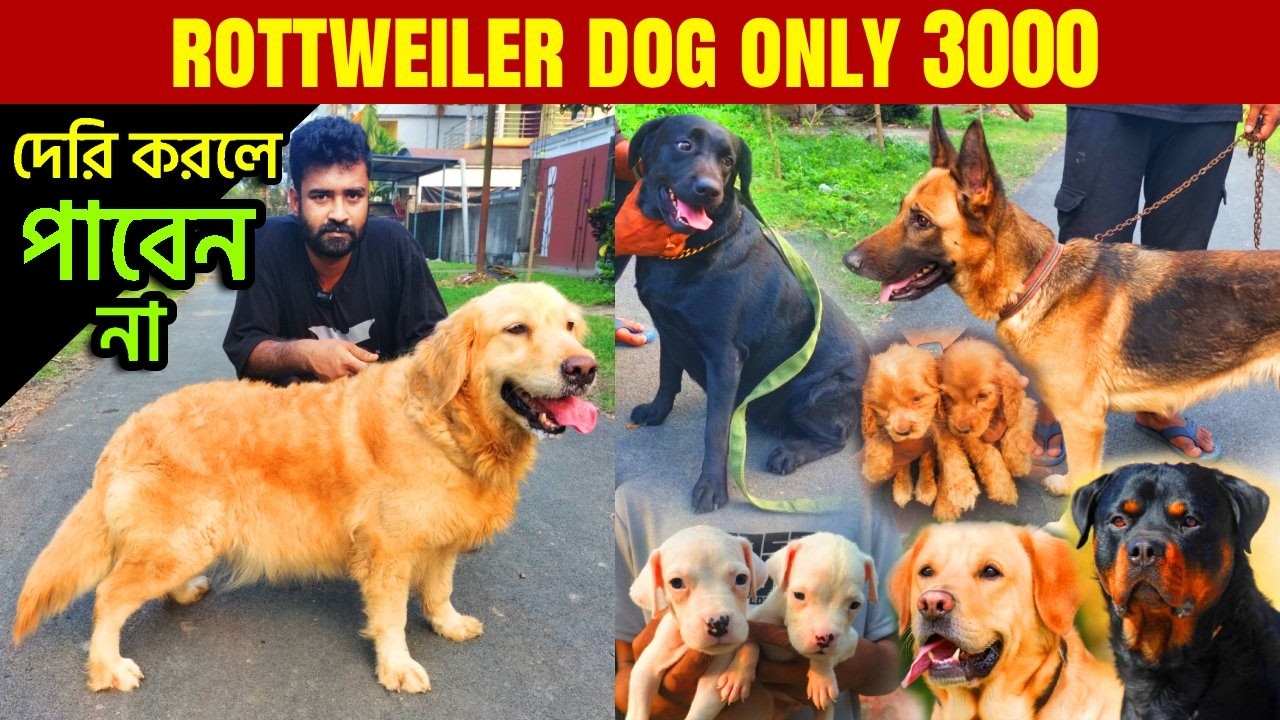 dog market in kolkata | kolkata dog market | recent dog puppy price update | Pet Market Kolkata