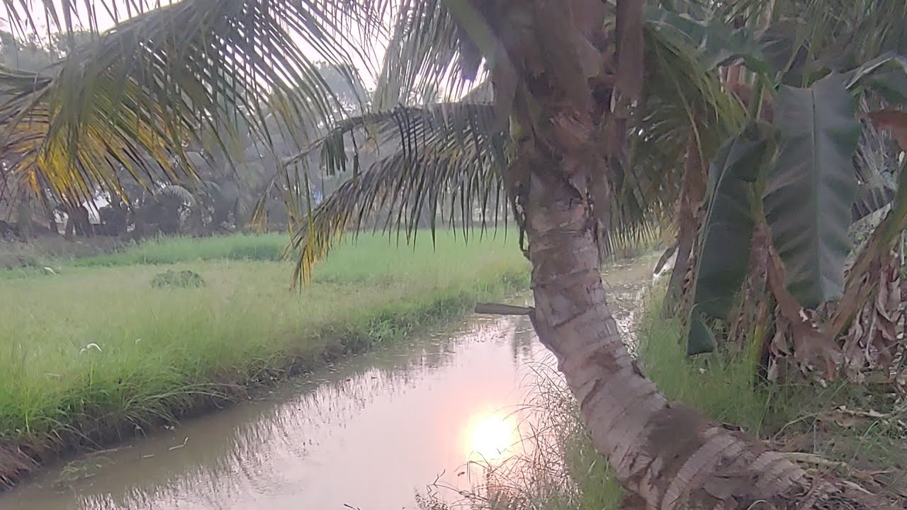 Winter evining farm harvest కంద హార్వెస్ట్ చేసాము natural harvest🍈farm harvest@Sitaranaturalvlogs 