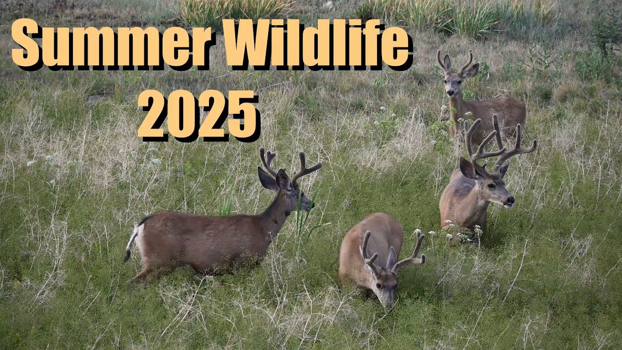 Summer Wildlife 2025